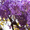 鳥羽の藤（９）