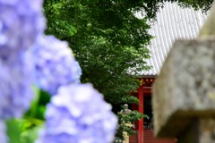 矢田寺・紫陽花④