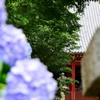 矢田寺・紫陽花④