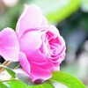 薔薇⑤