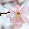 公園の春⑤