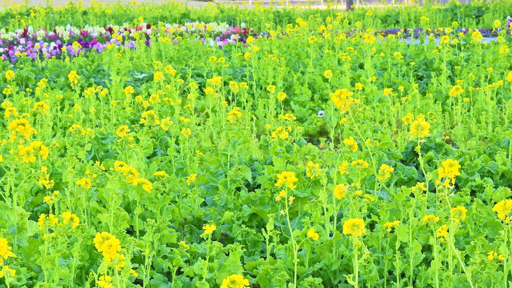 寒咲花菜⑫