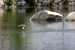 公園のコアジサシ⑥