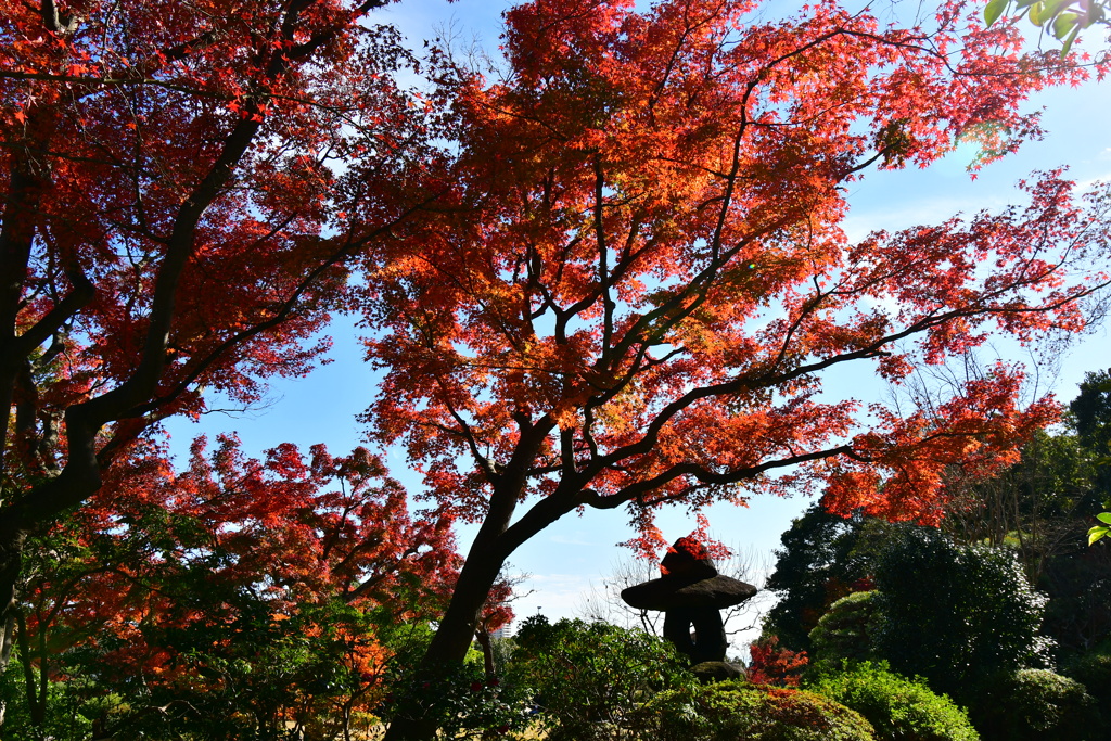 須磨離宮公園の紅葉⑦