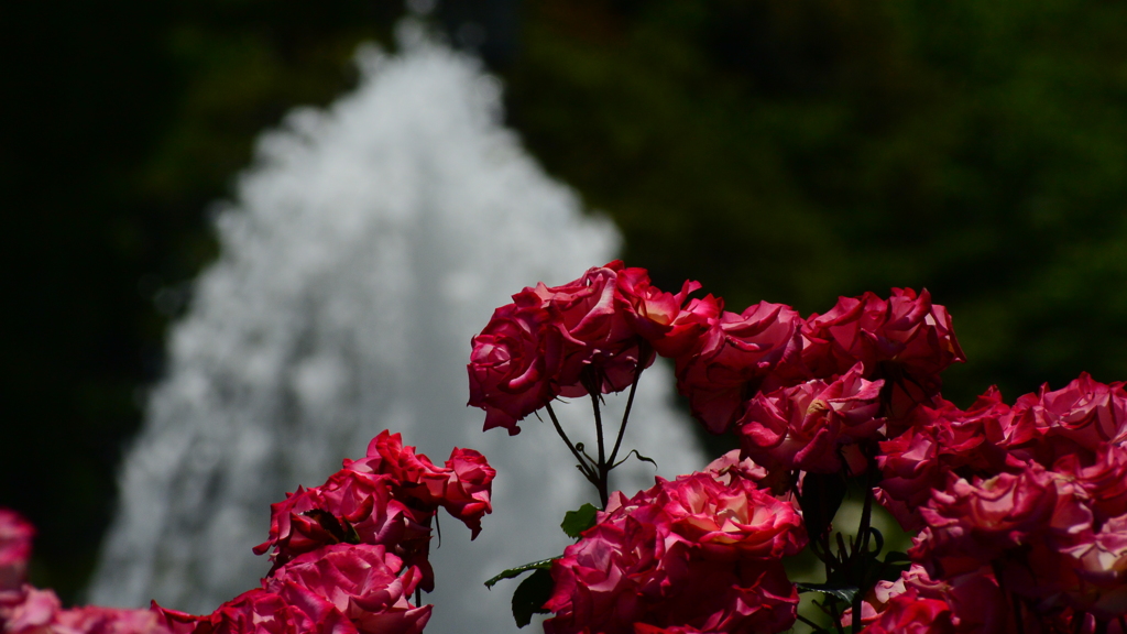 Rose Festival ②