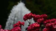 Rose Festival ②