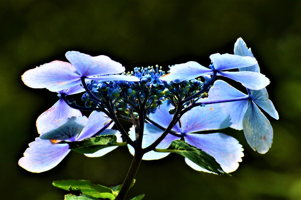 紫陽花・森林植物園③
