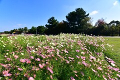 淡路島・国営明石海峡公園①