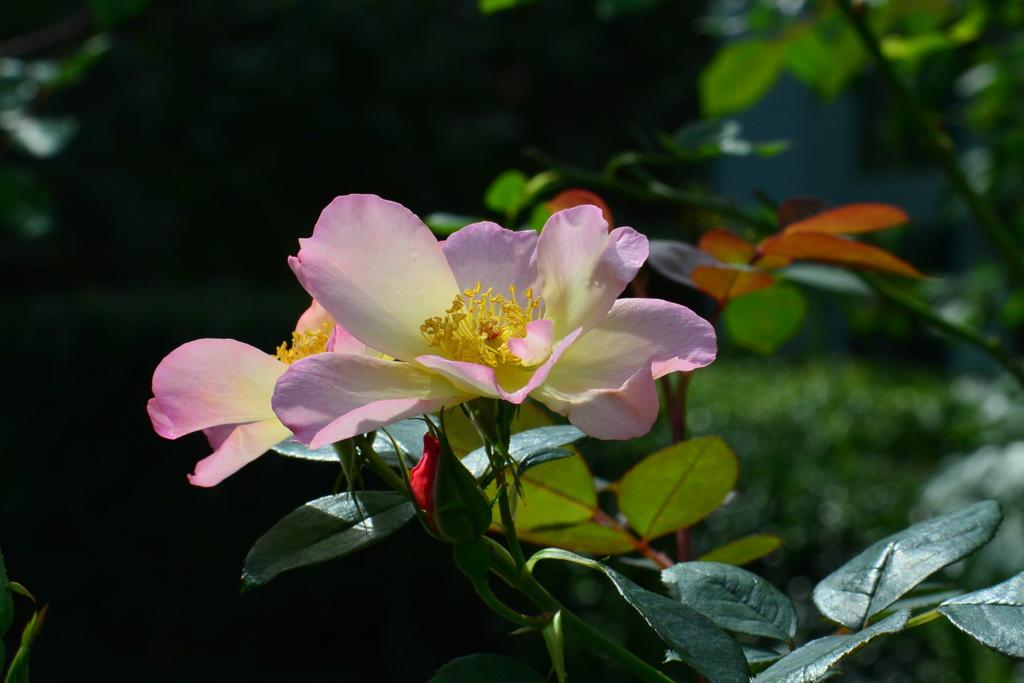 秋薔薇②