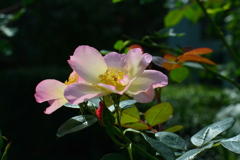 秋薔薇②
