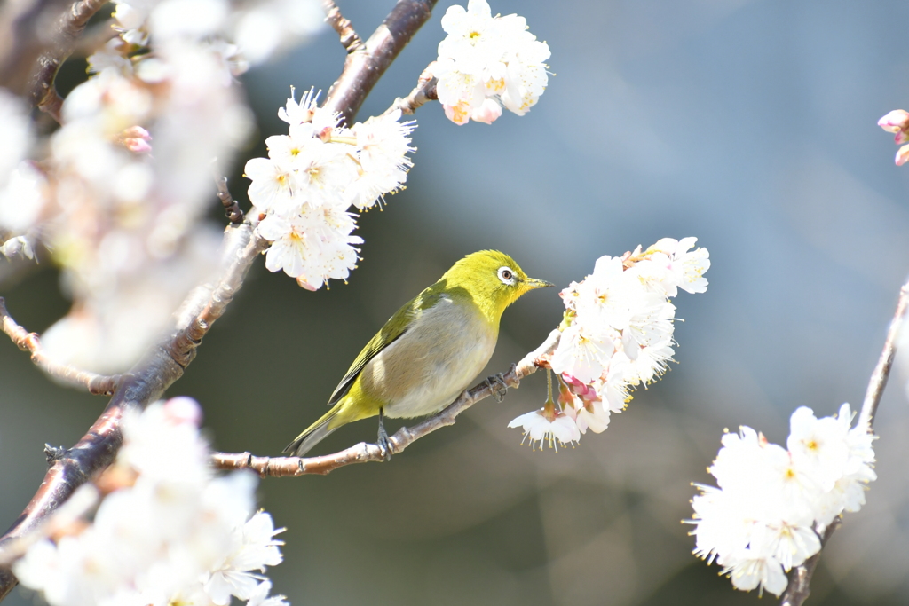 サクランボの木にメジロ⑦