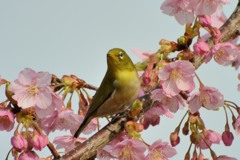 河津桜とメジロ①
