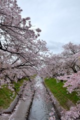 高田・千本桜①