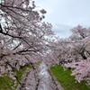 高田・千本桜①