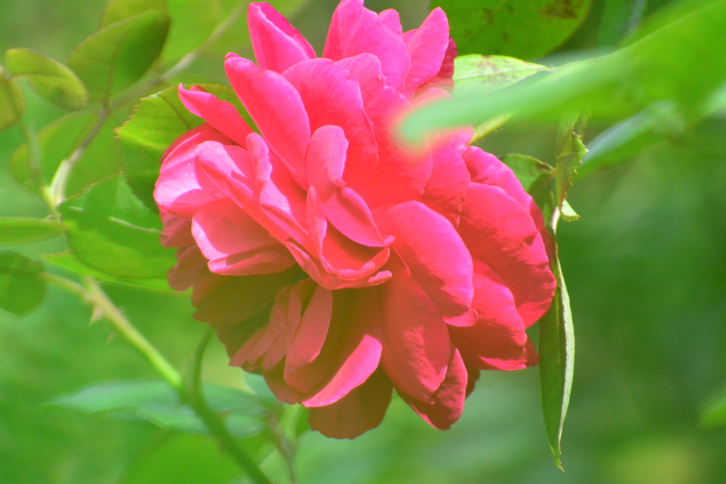 秋薔薇③