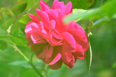 秋薔薇③