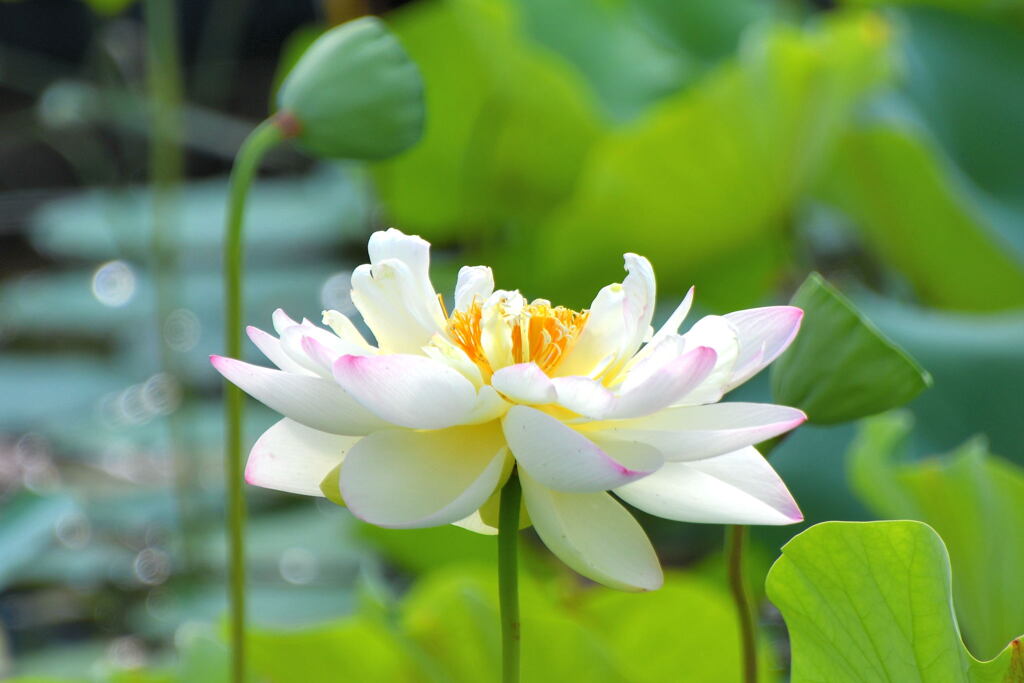ハスの花⑦
