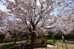 岡本南公園・ササベザクラ①