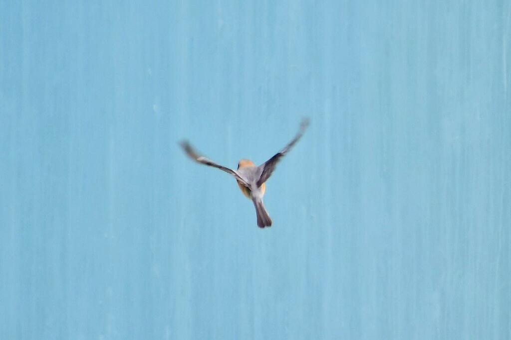 百舌鳥
