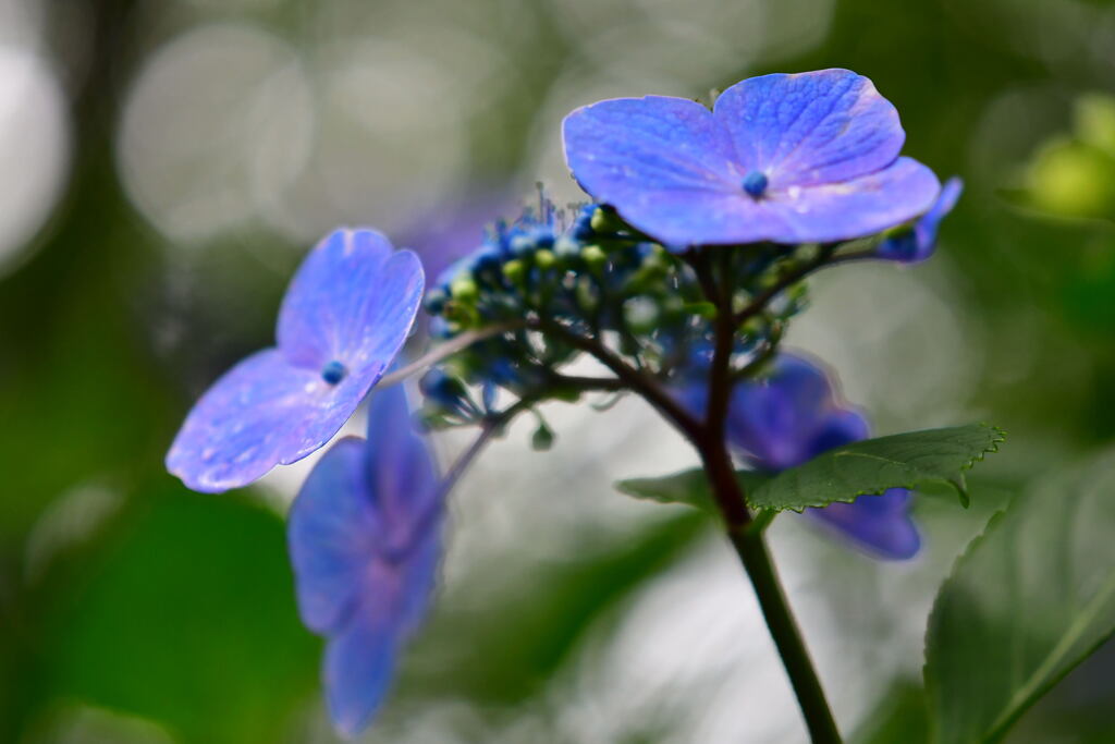 ハーブ園の紫陽花⑨