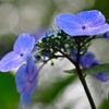 ハーブ園の紫陽花⑨