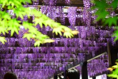鳥羽の藤（７）