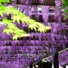 鳥羽の藤（７）
