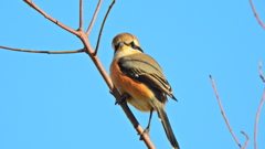 モズ♀③