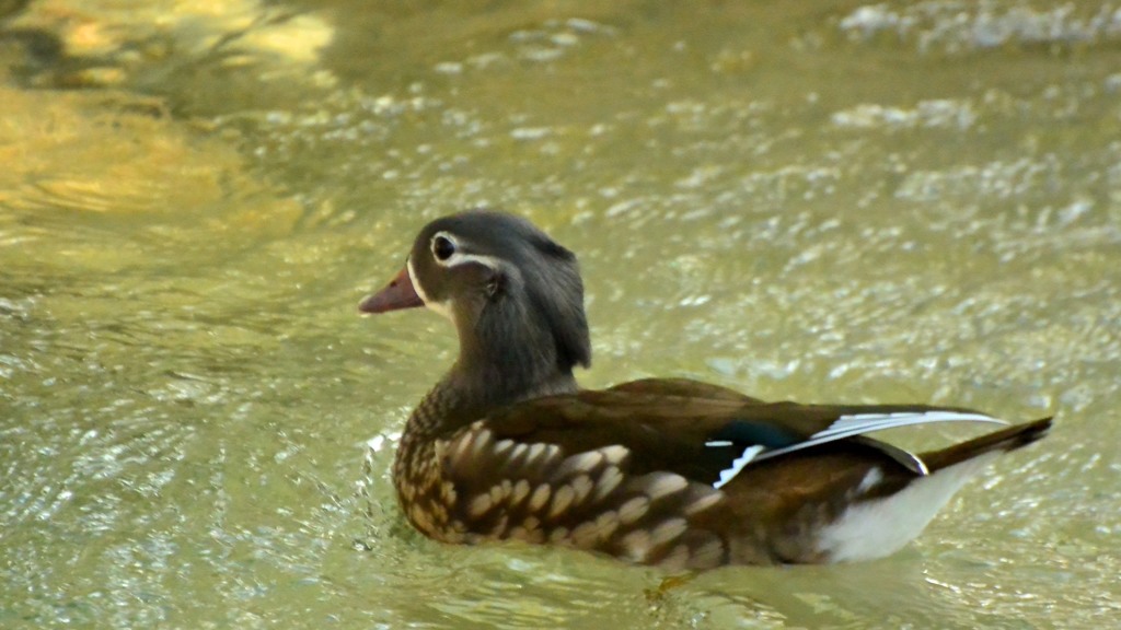 オシドリ♀①