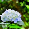 紫陽花②