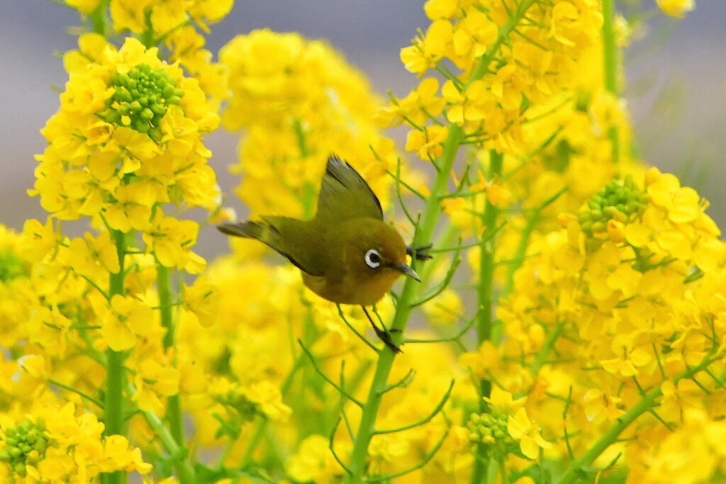 菜の花とメジロ③
