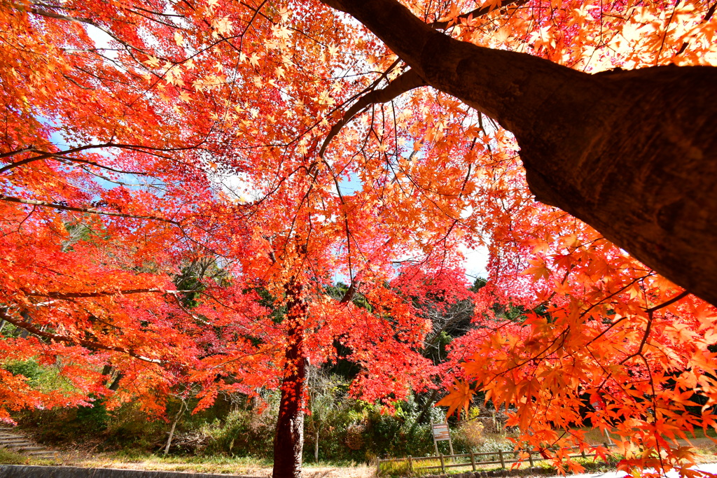 修法ヶ原の紅葉⑤