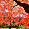 修法ヶ原の紅葉⑤