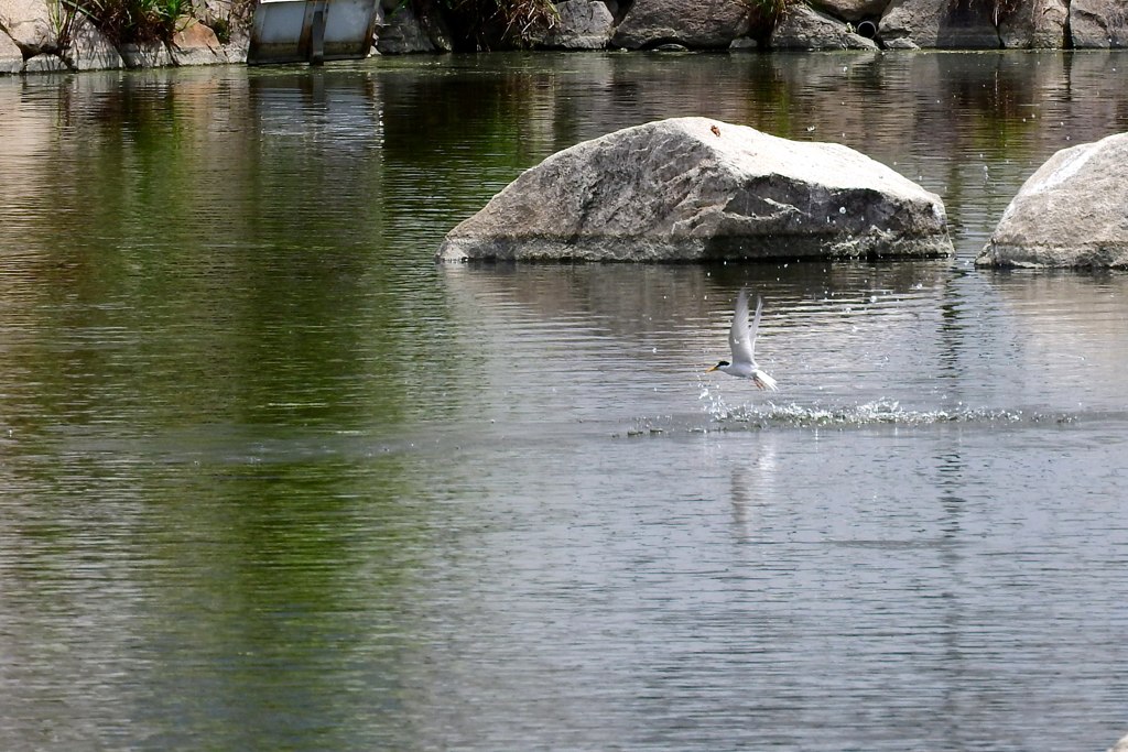 公園のコアジサシ③