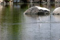 公園のコアジサシ③