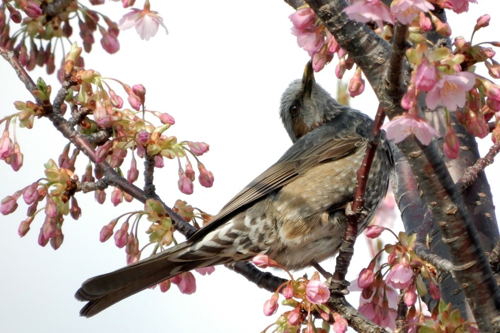 河津桜とヒヨドリ