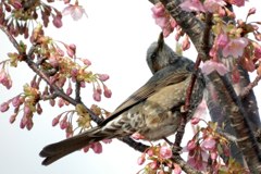 河津桜とヒヨドリ