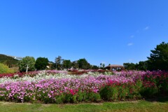 淡路島・国営明石海峡公園⑦