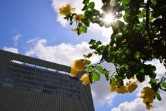 駅前花壇①