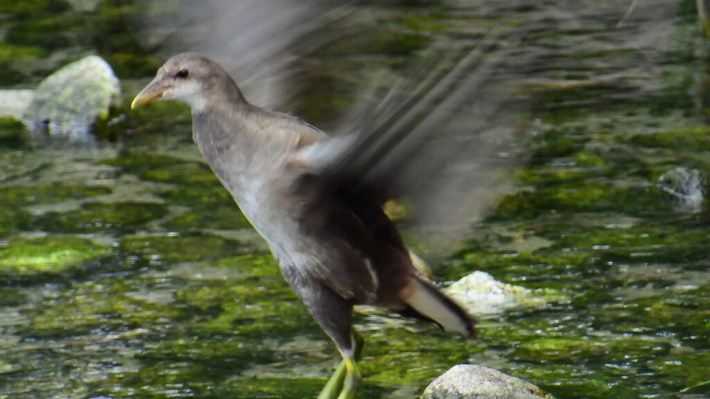 バン幼鳥③