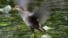 バン幼鳥③