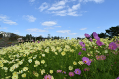明石海峡公園・コスモス③