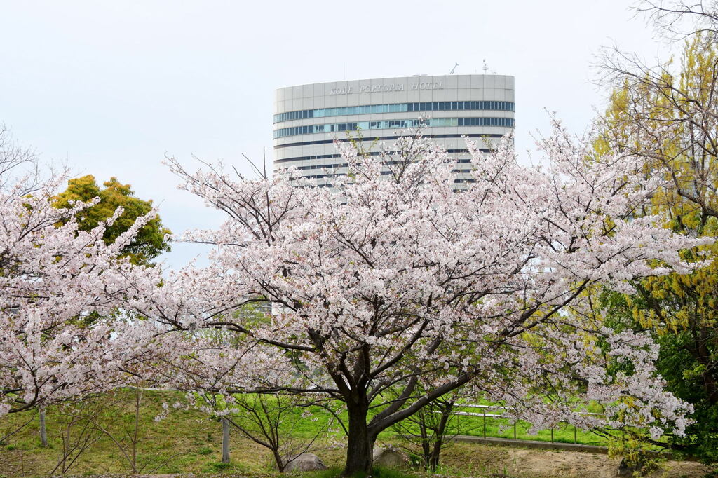 南公園のソメイヨシノ⑤