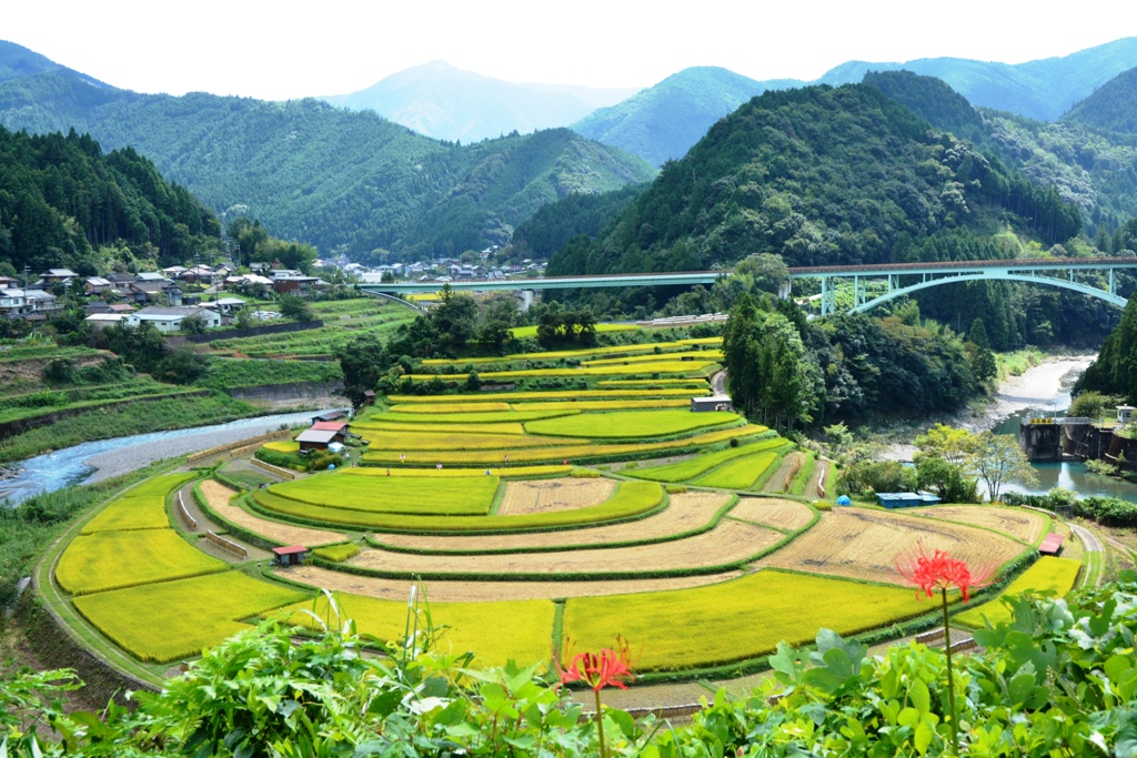 あらぎ島・棚田⑤