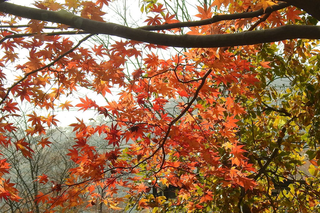 ほしだ園地の紅葉③