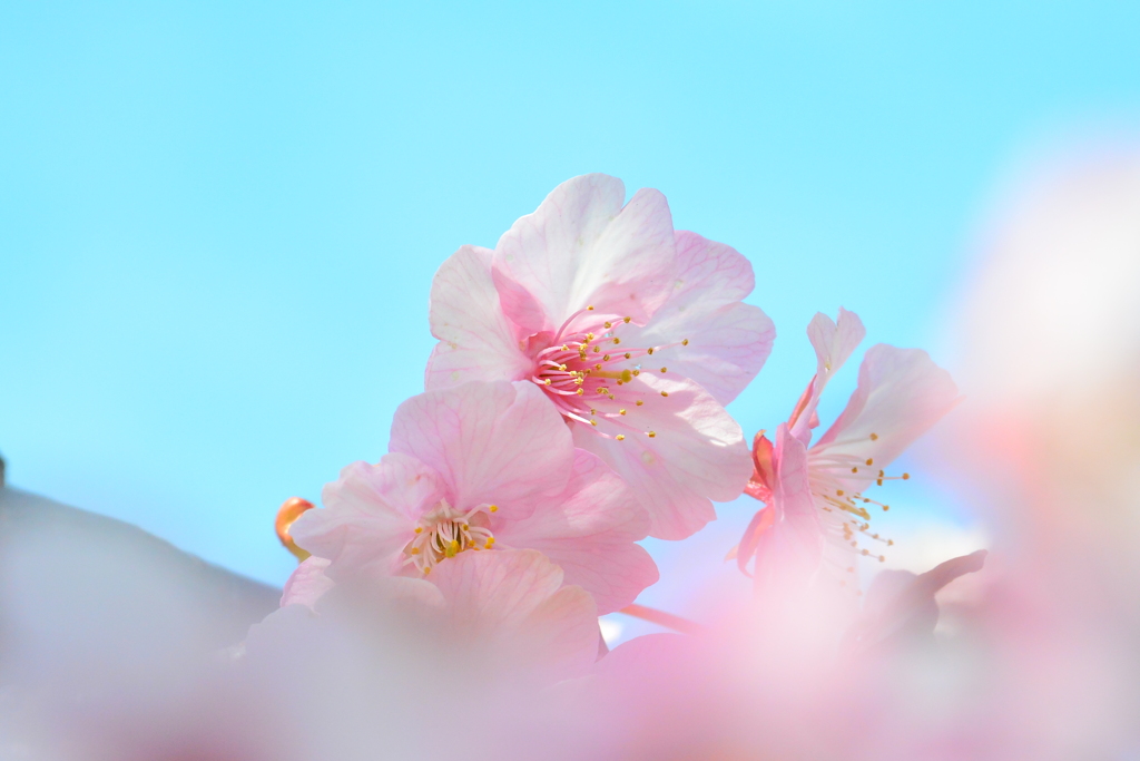 河津桜①