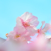 河津桜①
