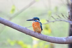カワセミ・52