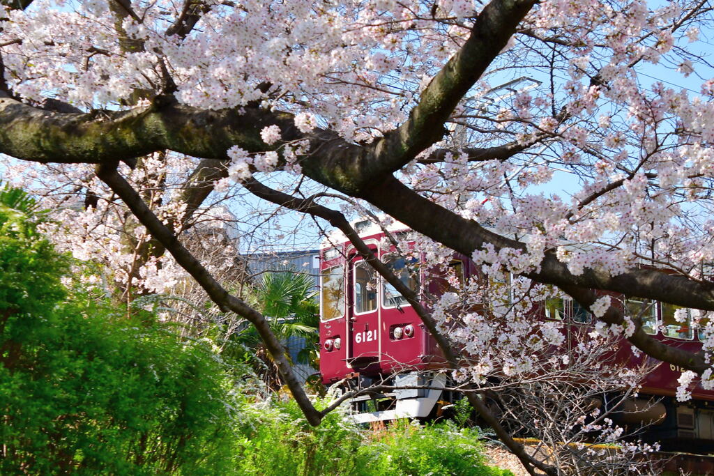 夙川公園の桜⑨
