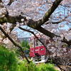 夙川公園の桜⑨